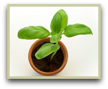Picture of basil growing in a pot