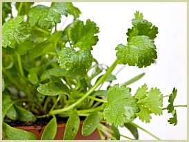 picture of cilantro plant