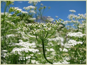 cumin plant picture