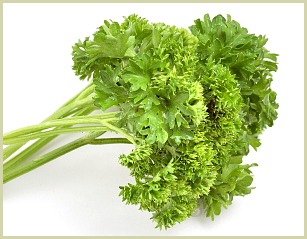 picture of curly leaf parsley