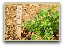 Picture of growing cilantro herb