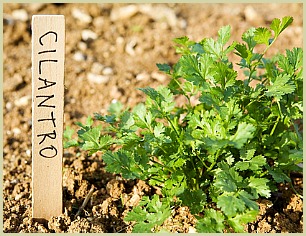 picture of cilantro plant