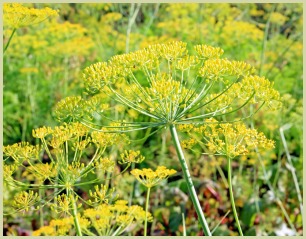 picture of dill weed