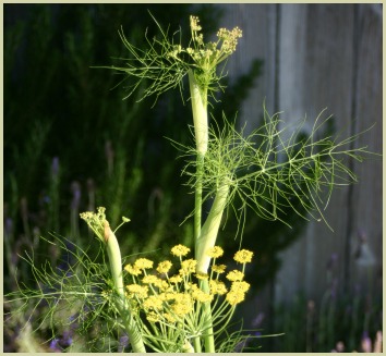 picture of fennel plant