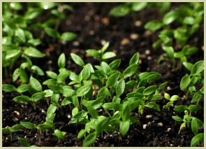 picture of parsley shoots