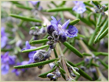 picture of rosemary plant