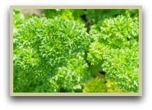 picture of curly leaf parsley