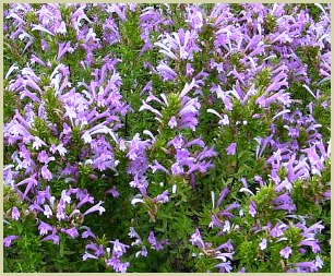 picture of mexican oregano