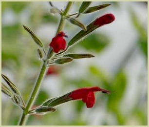 picture of mexican sage - salvia longistyla