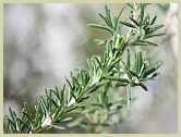 rosemary picture