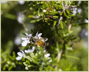 picture of rosemary herb