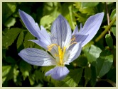 picture of saffron crocus