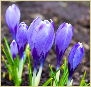 picture of saffron crocus