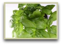 picture of basil herb