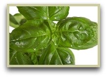 Picture of basil leaves