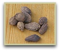 picture of black cardamom seeds