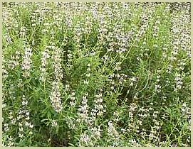 picture of black sage salvia mellifera