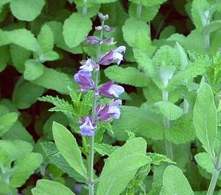 picture of common sage