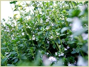 picture of thyme herb