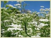 cumin plant picture