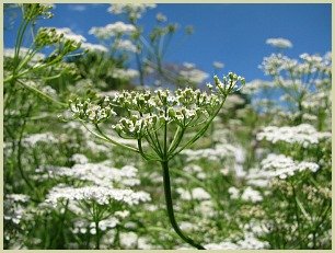 picture of cumin plant