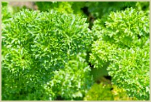 picture of curly parsley