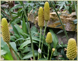 picture of ginger plant