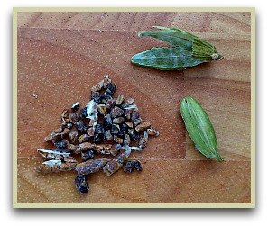 Picture of green cardamom seeds