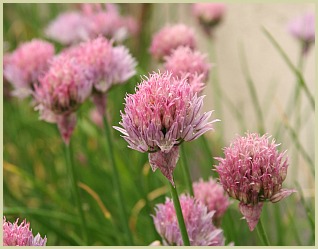 picture of chives