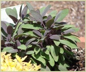 picture of sage plants