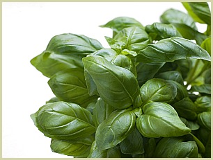 picture of basil herb