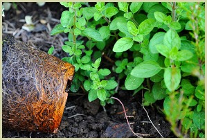 picture of oregano herb