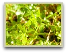 flat leaf parsley picture