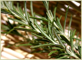 sprig of rosemary picture