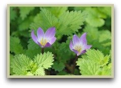 picture of saffron crocus flowers