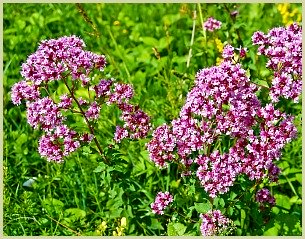 picture of flowering oregano