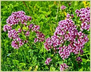 picture of flowering oregano