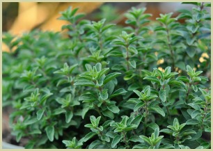 oregano plant picture