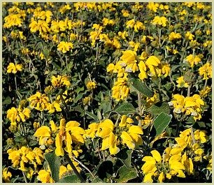 picture of Jerusalem sage