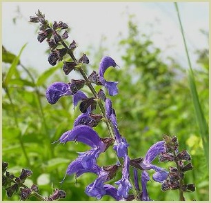 picture of meadow sage by Oswald Engelhardt