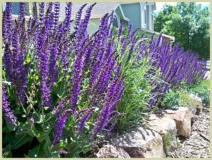 picture of Mexican bush sage