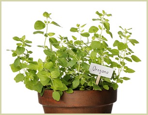 picture of oregano plant