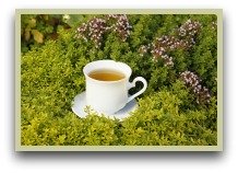 picture of oregano tea