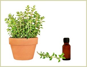 picture of oregano oil