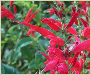 picture of pineapple sage