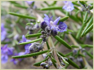 picture of rosemary