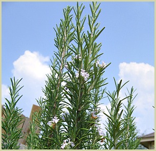 picture of rosemary tree
