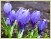 picture of saffron crocus flowers