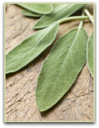 picture of sage herb