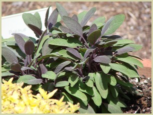 picture of sage plants